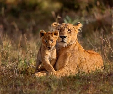 Tarangire National Park: Full-Day Safari Tour