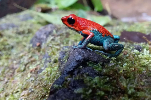 Parque Nacional de Carara: Paseo guiado Carara Costa Rica Naturaleza