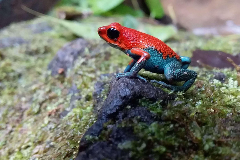 Parque Nacional de Carara: Paseo guiado Carara Costa Rica Naturaleza