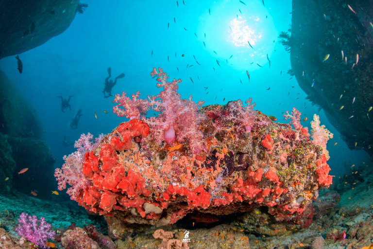 Depuis Khao Lak : Excursion de plongée dans les îles Similan