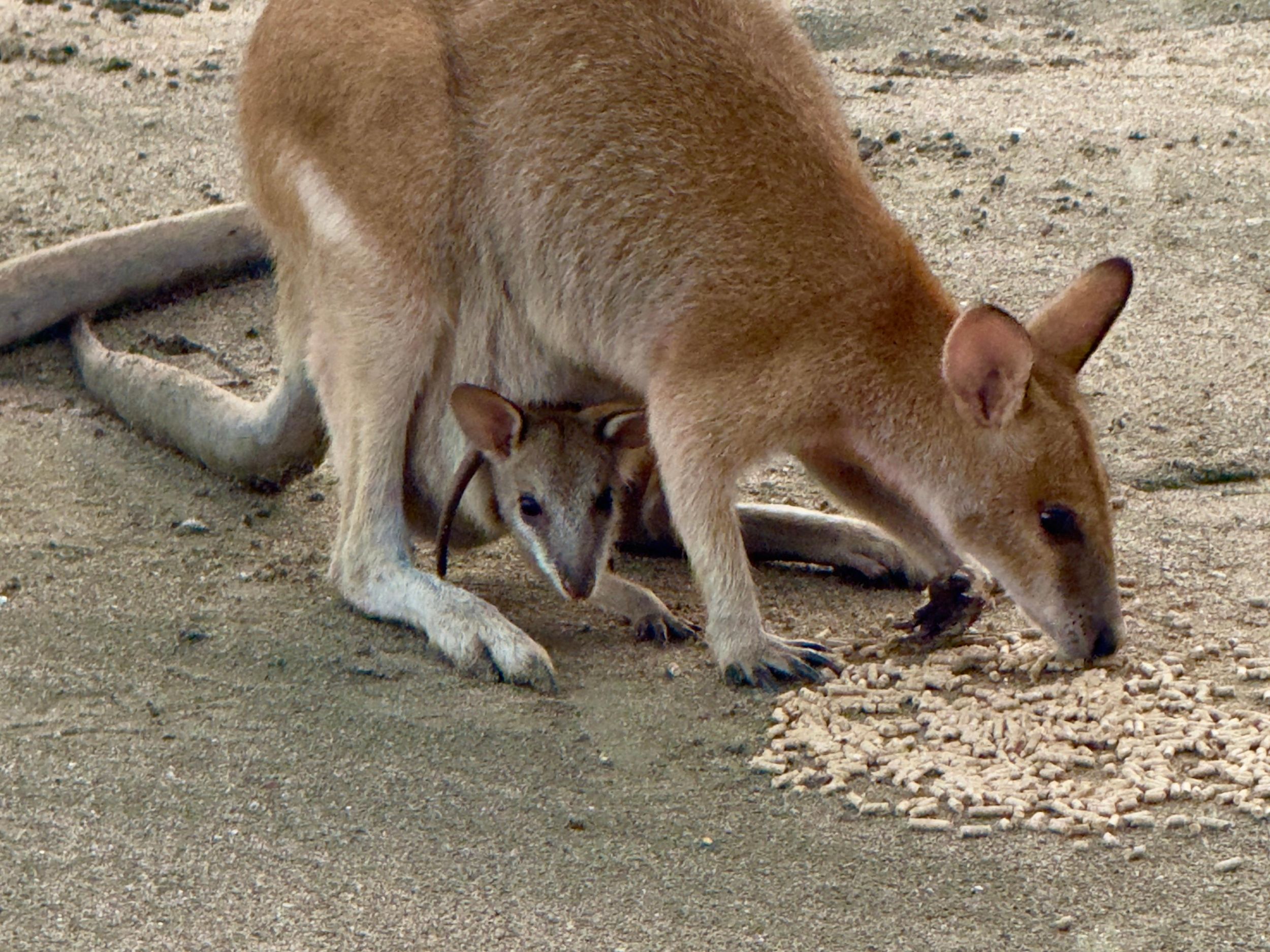 Wilde Kängurus am Strand bei Sonnenaufgang, ab Airlie Beach