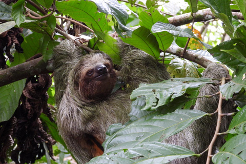 لا فورتونا: جولة الكسلان في متنزه بركان أرينال ووجبة خفيفة محلية