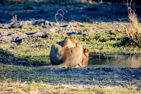 4 Days Remote Chobe Safari: Nogatshaa and Poha