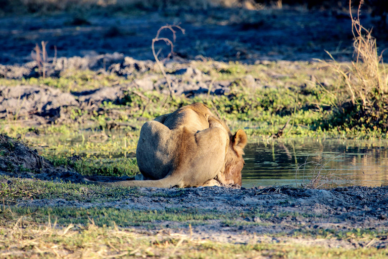 4 Days Remote Chobe Safari: Nogatshaa and Poha