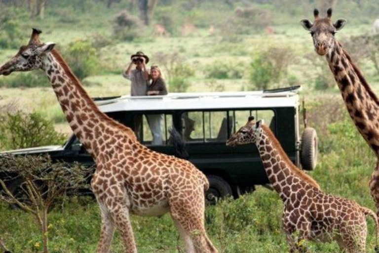 From Kigali: 1-Day Akagera National Park With Picnic Lunch