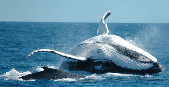 From Punta Cana: Sanctuary Whale Watching Day Trip