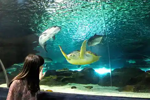 Eintrittskarte für das Ozeanarium von Astana
