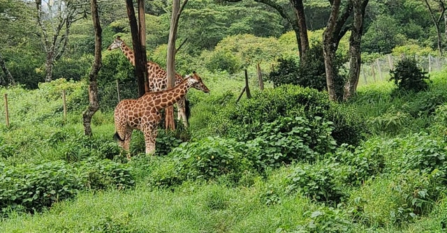 Giraffe Centre with Kazuri Beads Factory Visit From Nairobi