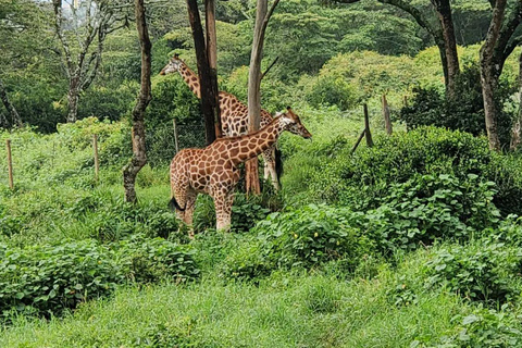 Karen Blixen Museum And Giraffe Center From Nairobi Tour