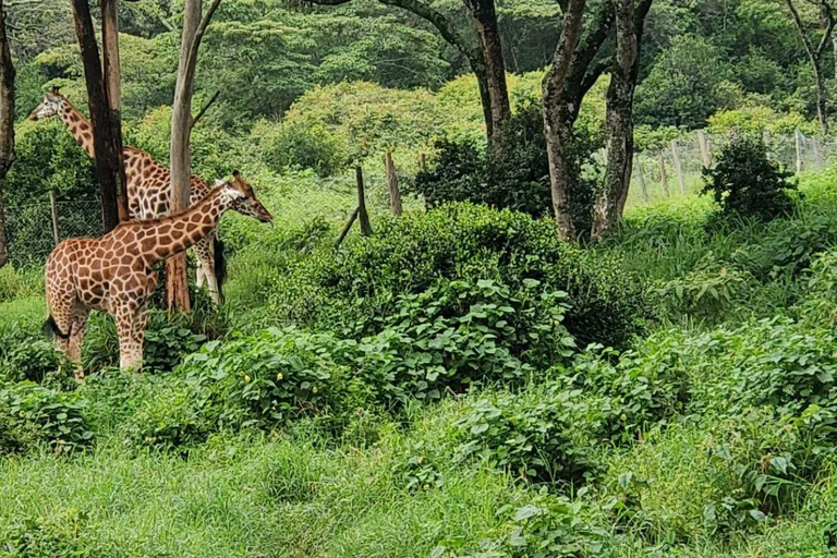 Karen Blixen Museum And Giraffe Center From Nairobi Tour