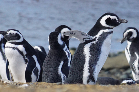 Kreuzfahrtpassagier: Magdalena Insel (Pinguine) Januar, Februar &amp; März