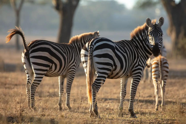 Nairobi: Horseback Wildlife Safari with Transfers and Lunch