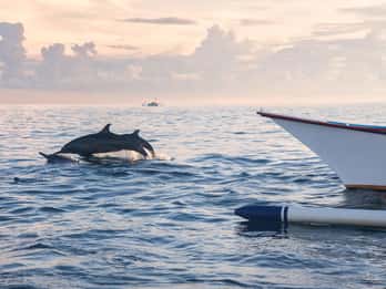 Bali: Swimming with dolphin & waterfal tour, all inclusive.