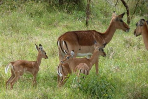 Amboseli National Park: Full Day Tour From Nairobi