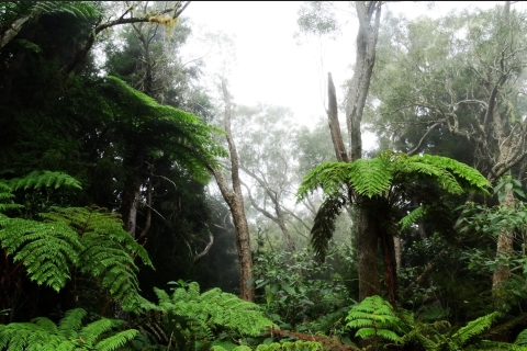 BELOUVA, une aventure dans la forêt tropicale, les mercredis BELOUVA une aventure au cœur de la forêt tropicale.