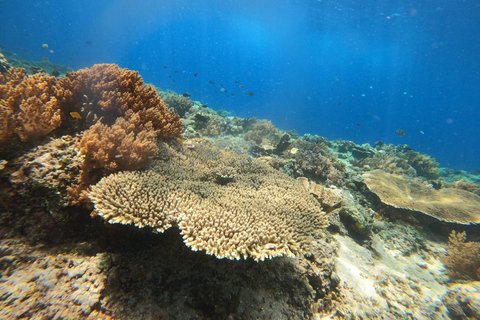 Gili Island : Tour privato di snorkeling 3 Gili Island + GOPRO