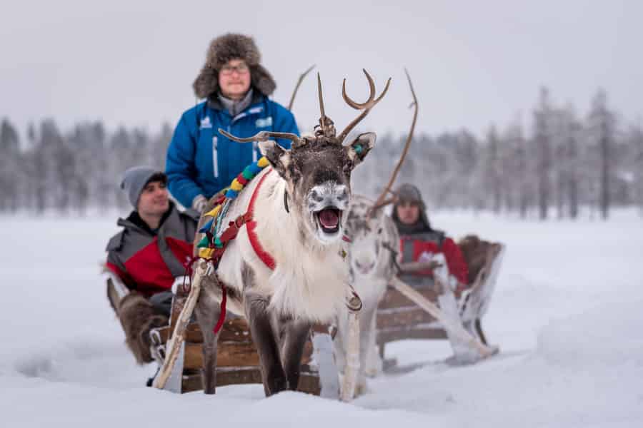 Rovaniemi: 2 km Rentierschlittenfahrt durch den Wald. Foto: GetYourGuide