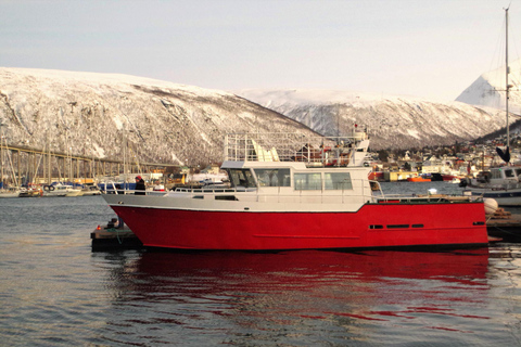 Safari en mer à Tromsø