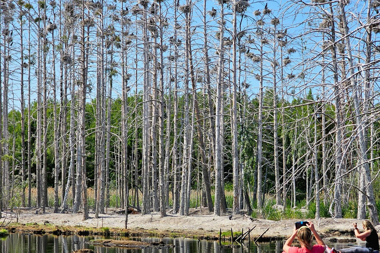 From Riga: Latvian jungle tour with paddle boardLatvian jungle