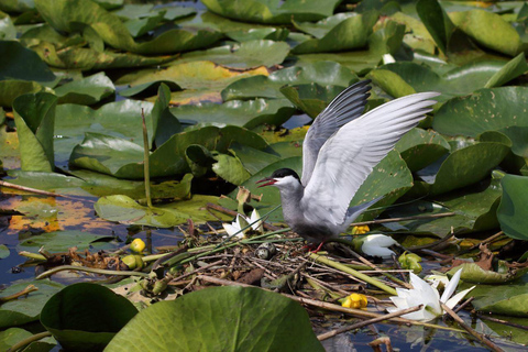 Skadar lake cruise with lunch