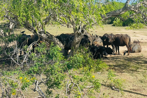 From Bentota: All Inclusive Yala National Park Jeep Safari Mirissa/Weligama/Matara/Tangalle: Yala Leopard Safari