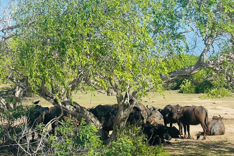 From Bentota: All Inclusive Yala National Park Jeep Safari Mirissa/Weligama/Matara/Tangalle: Yala Leopard Safari