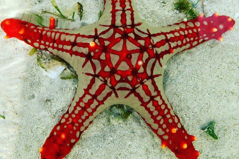 Zanzibar: SUP Tour i przystanek na lunch w restauracji The Rock