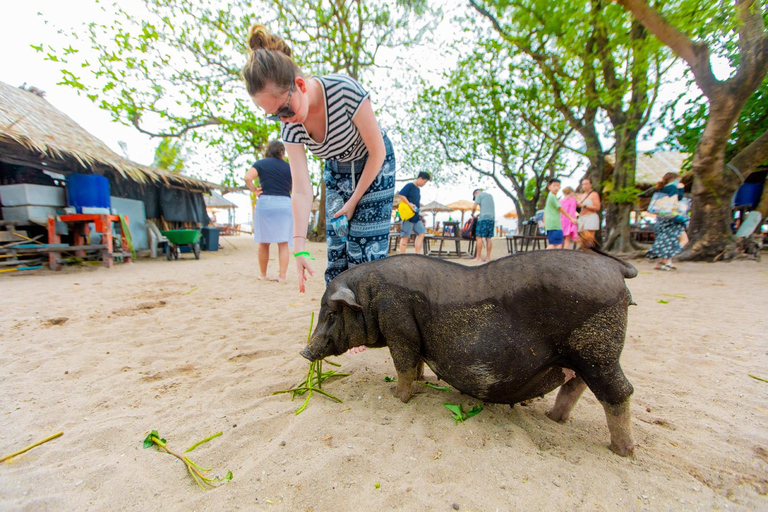 Koh Samui: Avvistamento dei delfini rosa e tour in motoscafo dell&#039;isola di Pig