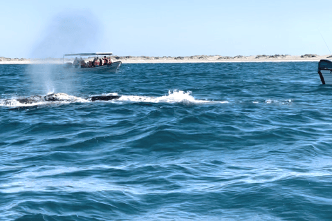 Whale Watching in La Paz – Gray Whale Encounter