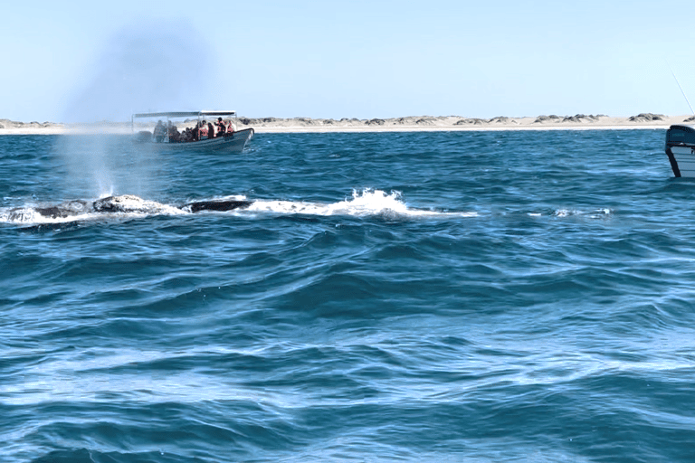 Whale Watching in La Paz – Gray Whale Encounter