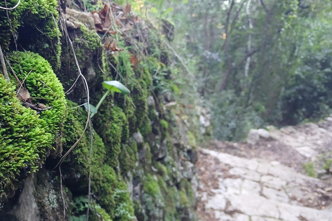 Dubrovnik: Lopud Island Walk & Panoramic Views