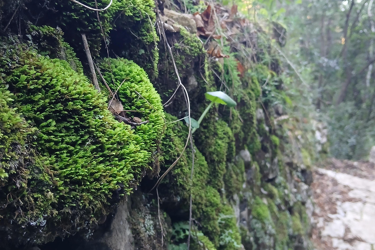 Dubrovnik: Lopud Island Walk & Panoramic Views