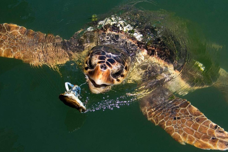 Marmaris Dalyan King Tomb, Turtle Beach & Mud Bath Tour