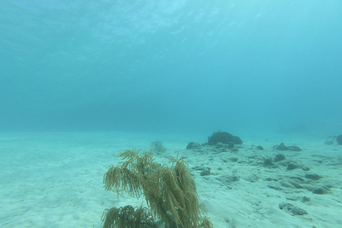 Discover Scuba Diving in Aruba