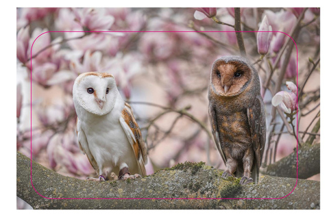 VIP falconry taster session