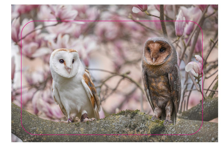 Sessione di assaggio di falconeria VIP