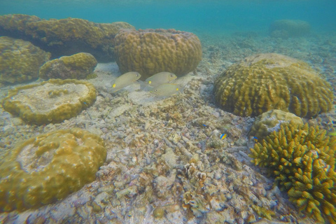 Phi Phi : Excursion d'une demi-journée à Phi Phi pour faire de la plongée en apnée en bateau à longue queue