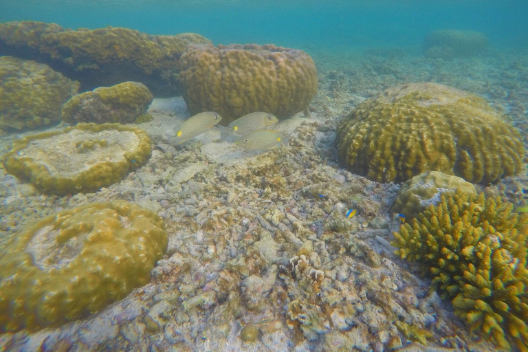 Phi Phi: viagem de mergulho com snorkel de meio dia em Phi Phi em barco LongtailPhi Phi: Passeio de meio dia para mergulho com snorkel em Phi Phi em um barco de cauda longa