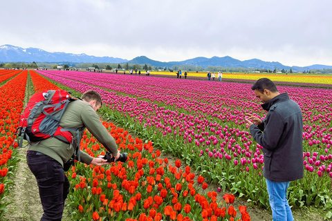 From Seattle: Tour of Skagit Valley Tulip Festival