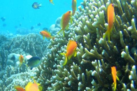 Villaggio Matemwe: Escursione di mezza giornata di snorkeling all&#039;isola di Mnemba