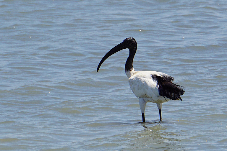 From Zanzibar: Saadani safari 2-Day with Night Game Drive