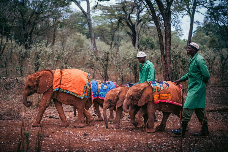 Nairobi: Nairobi National park,Baby elephant &Giraffe center Nairobi national park, elephant orphanage and giraffe center