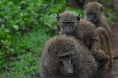 2 dagen 1 nacht Nyerere nationaal park Vlucht vanaf Zanzibar