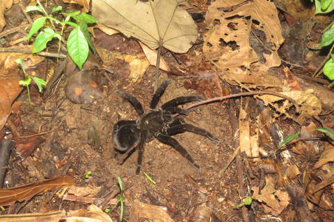 Puerto Maldonado: Tambopata Lago Sandoval 4-day expedition Puerto Maldonado: Tambopata Lago Sandoval 4-day expedition (best tour)