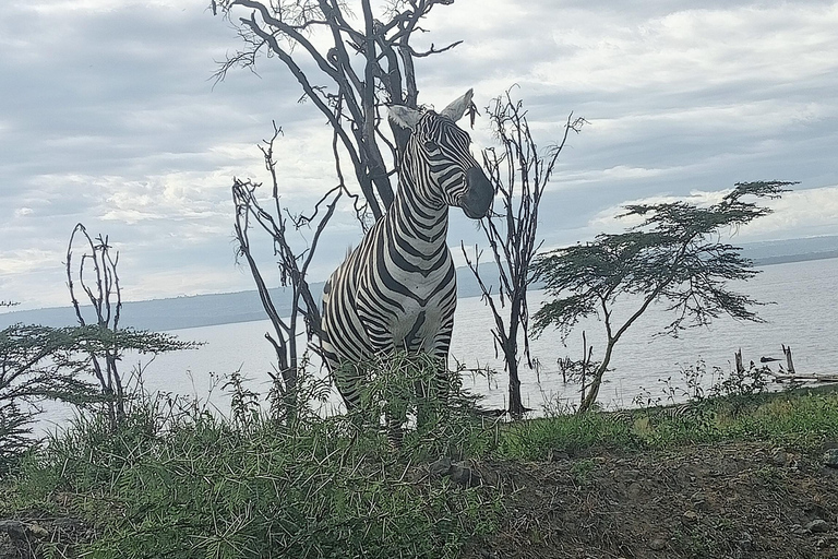 Parque Nacional del Lago Nakuru desde NairobiOpción Estándar