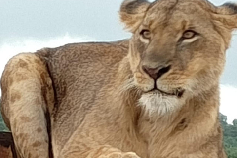 Nairobi National Park Half-Day Safari – Wildlife Game Drive