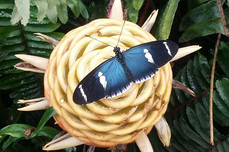 Z Quito: Mindo Cloud Forest, 1-dniowa wycieczka z lunchem