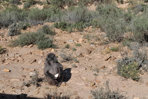 Cape Town Aquilla big sunset safari With transport & food aquila sunset bestseller