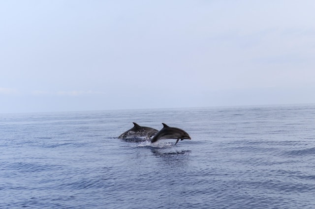 Alcudia: Private Sunrise Dolphin Watching Cruise