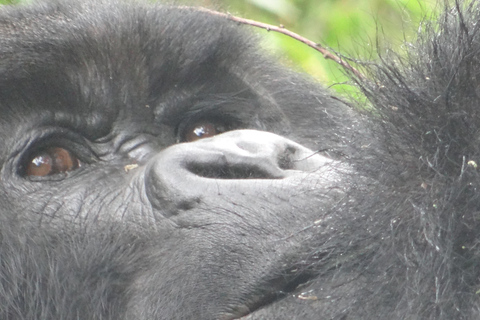 2-daagse gorillatrektocht in Bwindi vanuit Kigali